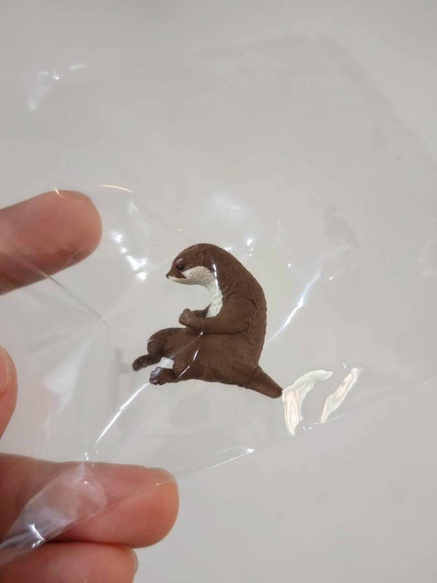 Animal